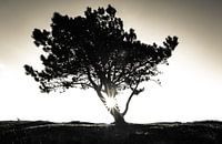 The lonely tree