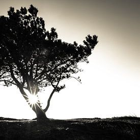 Der einsame Baum von Mark Eckhardt