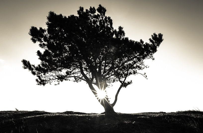 Der einsame Baum von Mark Eckhardt
