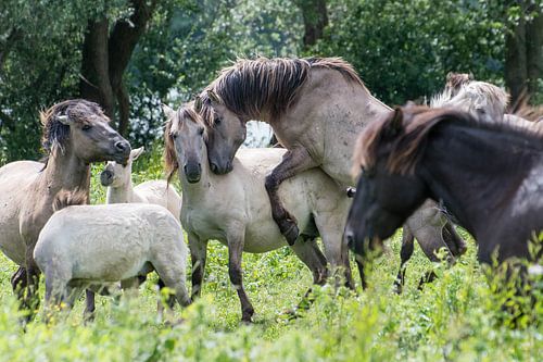Stallion konik horses