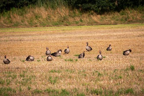 Wilde eenden op landbouwgrond