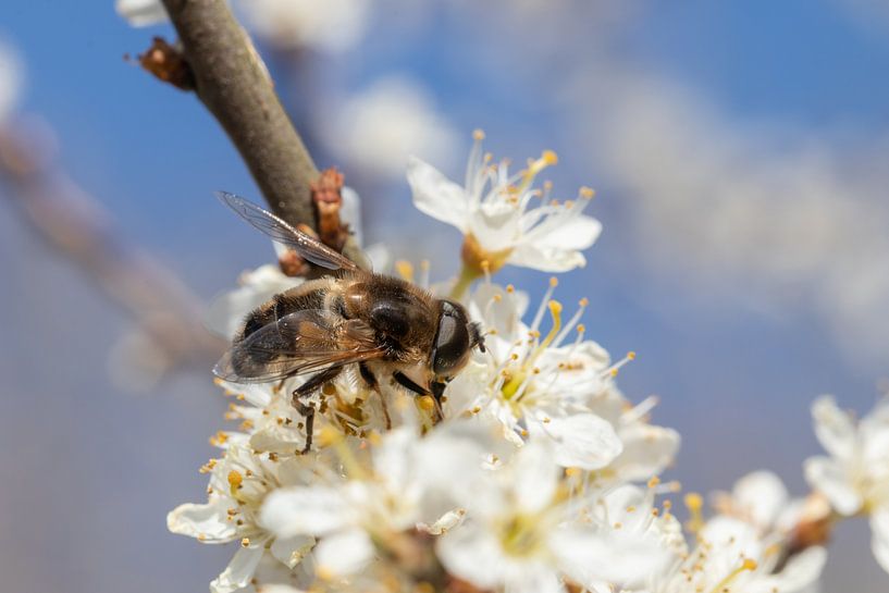 Biene bei der Arbeit von Bas Groenendijk