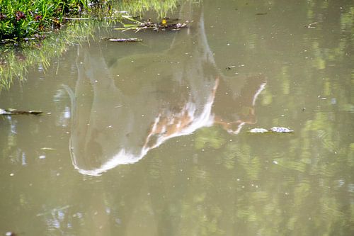 koe omgekeerd weerspiegeld in water