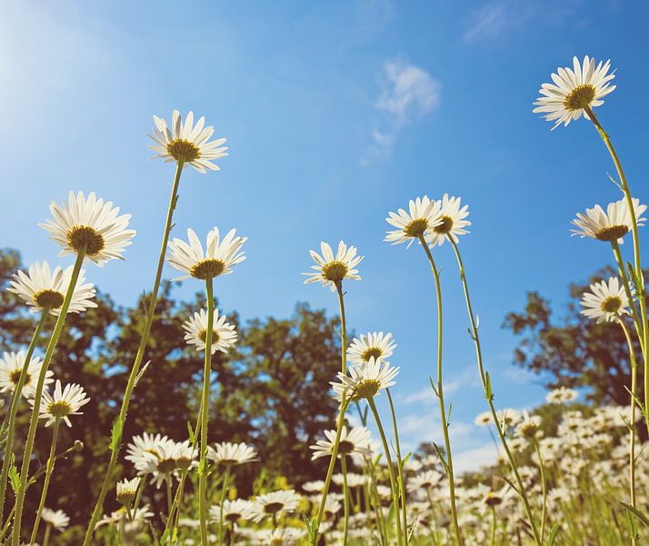 oxeye daisy by Bo Valentino