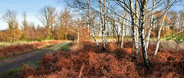 Paysage avec des bouleaux sur Corinne Welp