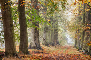 Laan van beuken bomen, begin herfst