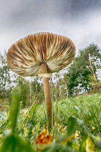 Pilz im Herbst