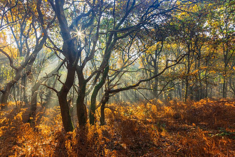 Vier bomen, dansend in de zonnestralen van Karla Leeftink