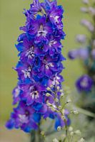 Larkspur