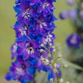 Larkspur by Tessa Dommerholt