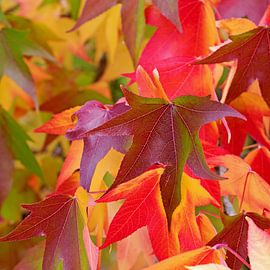 American sweetgum by Michael Schuppich
