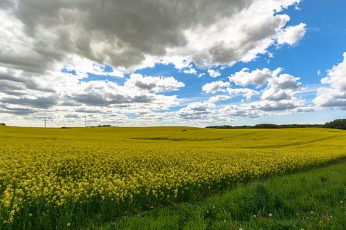 Koolzaadveld bij Sehlen op het eiland Rügen