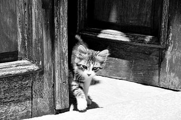 CAT 9 by Miroslav Ptacek