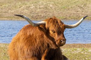 Highlander écossais