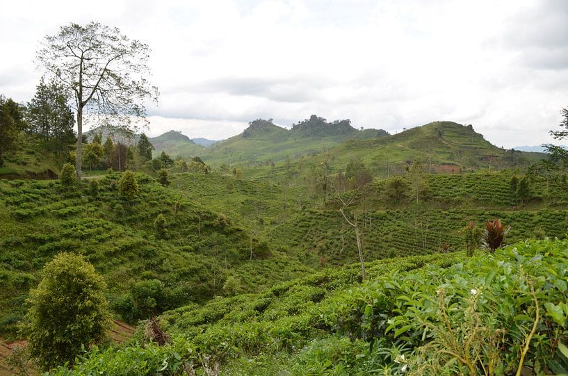 Green hills in Indonesia by Laura