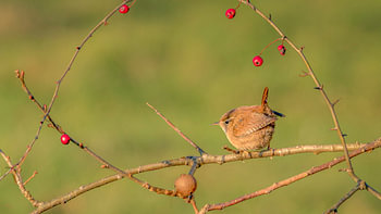 Majestically small: a wren amongst the hawthorns.