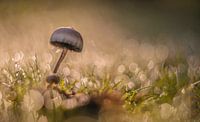 Herfst
