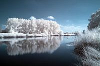 Paysage d'été infrarouge avec arbres se reflétant dans l'eau aspect hiver