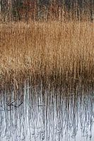 Reflectie, water en riet