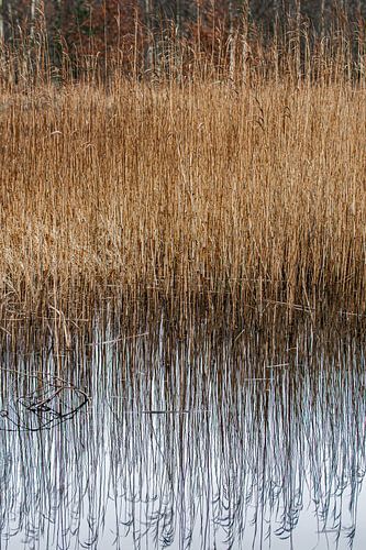 Reflection, water and reeds