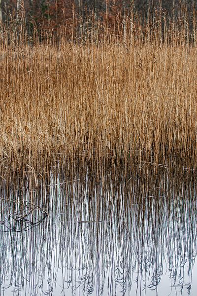 Spiegelung, Wasser und Schilf von M. B. fotografie