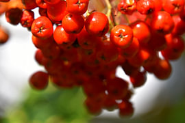 Beeren von Erik Buitenhuis