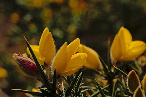 Scotch broom flowers close-up