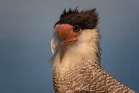 Portret van een CaraCara in Pantanal, Brazilie