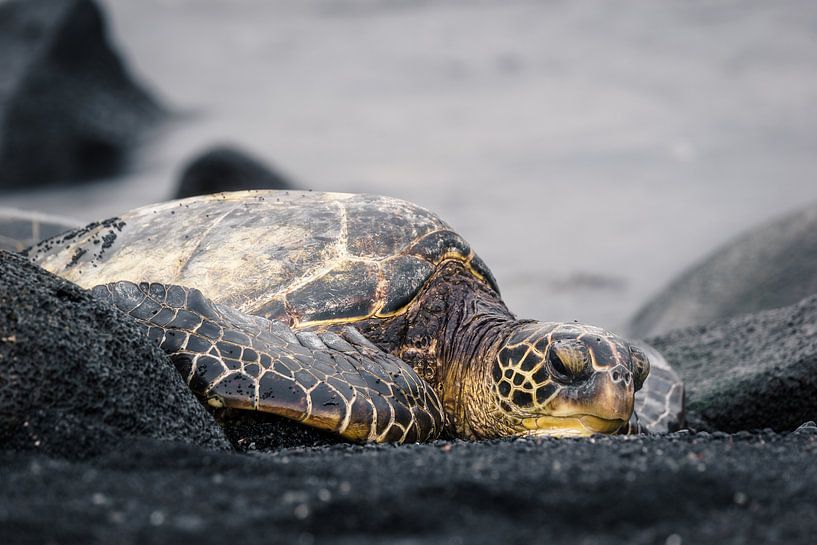 Schildpad Hawaï van road to aloha