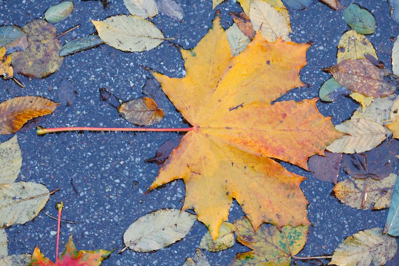 Buntes Ahornblatt im Herbst, Abstrakt von Torsten Krüger