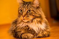 Chat - Portrait d'un mâle Maine Coon
