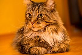 Cat - Maine Coon male portrait by Gerwin Schadl