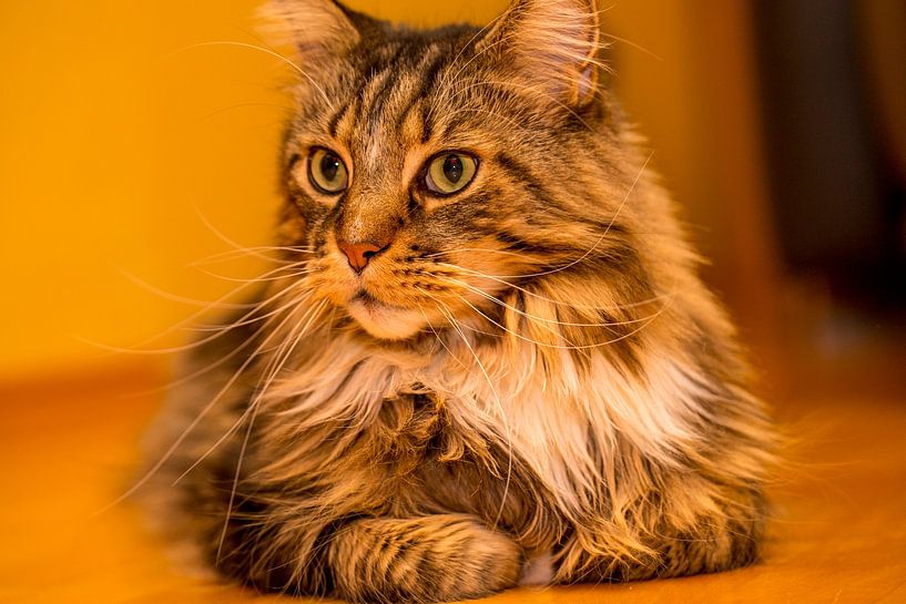 Kat - Maine Coon mannelijk portret van Gerwin Schadl