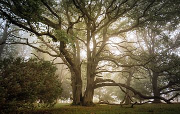 Beautiful tree by Steffen Henze