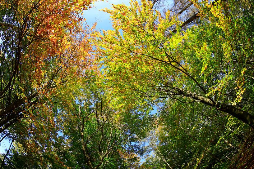 Golden October by Thomas Jäger