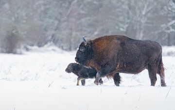 Bison d'Europe dans la neige