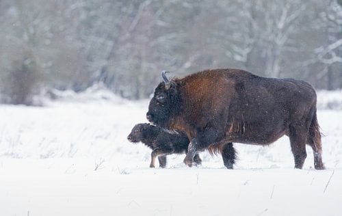 Europäischer Bison im Schnee
