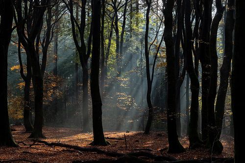 Verlicht door de zon.
