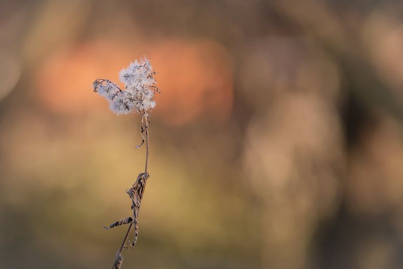 Dutch Glorious ||| Still life by Rita Kuenen