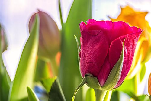 FLORA : BLOEMEN VOOR VROUWENDAG