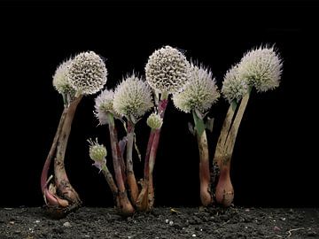 Magische blik op Allium fistulosum van Bartel van den Berg