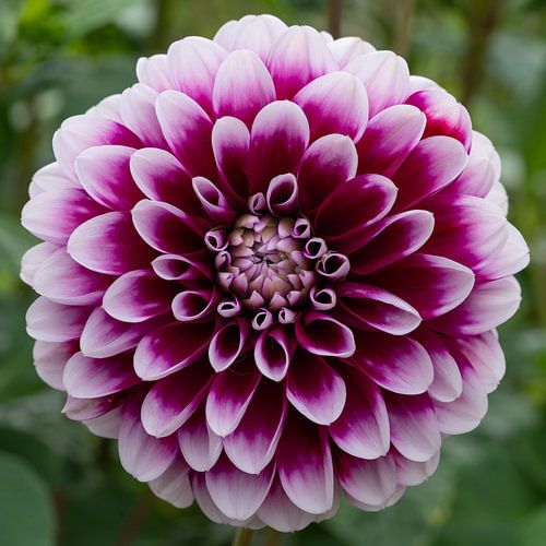 Dahlia (Dahlia)