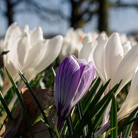 Crocuses by Ester Dammers