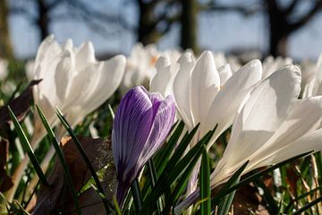 Crocuses by Ester Dammers