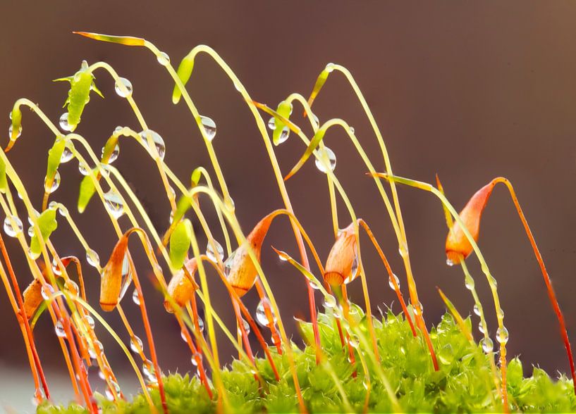 Colourful moss by Jolanda de Jong-Jansen