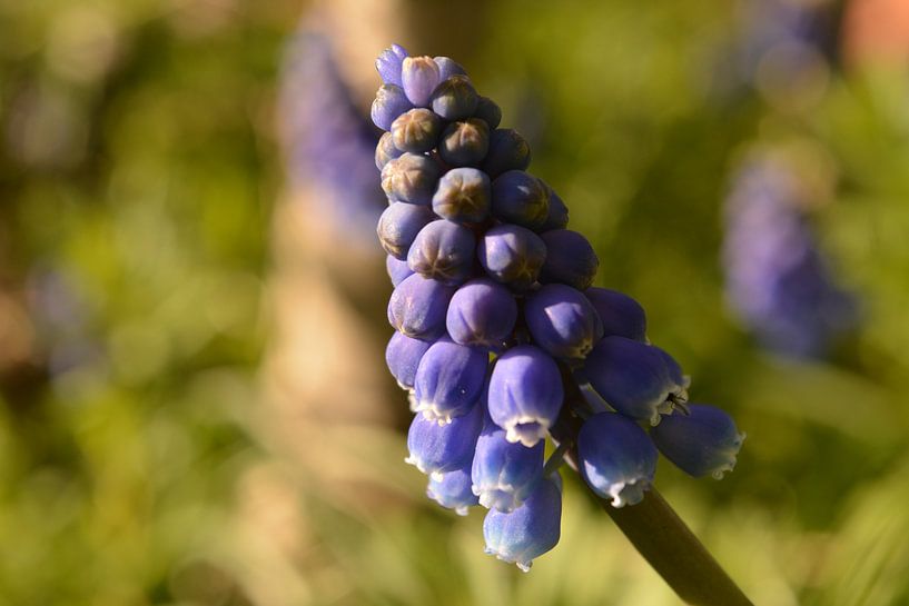 Close-up van blauwe druif met schaduw van Klaas Dozeman