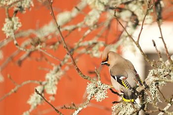 Oiseau pesteux dans le Småland suédois