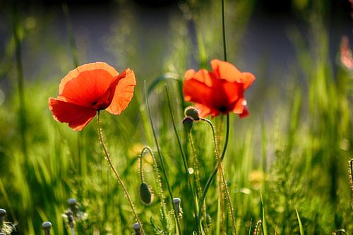 Klaprozen in Droomlicht