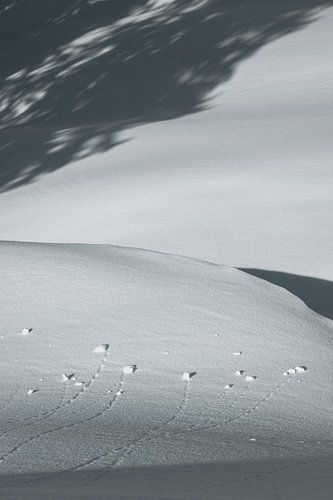 Shadows in the Snow