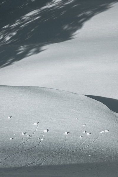Shadows in the Snow by Sophia Eerden